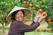 秋季柑橘易發生的病蟲害_冬天柑橘施羊糞的正確方法