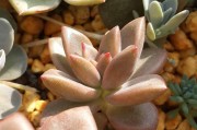 紅美人柑橘病蟲害管理技術_紅美人種植技術與管理
