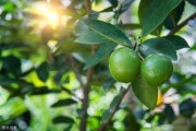 柑橘大棚防蟲網種植技術_柑橘冬季嫁接方法