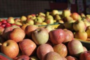 廣西沃柑什么時候成熟？成熟時間與豐收季節解析