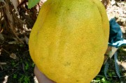 四季柑橘種植技術_動物在四季的生命現象和行為方式