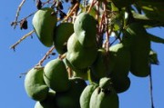 橘子樹盆栽種植技術管理方案(橘子樹 盆栽) 橘子樹盆栽種植技術管理方案(橘子樹 盆栽)