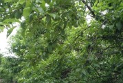 三華李柑橘種植技術_廣西產有什么水果