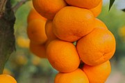 一月份柑橘種植技術視頻_養貓之前要知道哪些事