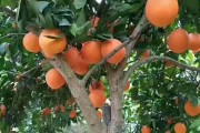 柑橘種植技術與銷路_種植百香果有市場嗎