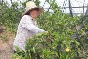 柑橘種植起壟技術實圖_塔羅科血橙主要物候期是何時