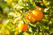 柑橘綠色種植管理技術_綠色與青色怎樣區分