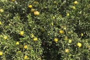 新會(huì)柑柑橘種植技術(shù)_廣東新會(huì)柑樹修剪技術(shù)