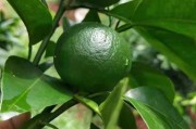 柑橘種植肥水管理技術_柑橘保花用什么藥