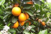 小瓢蟲柑橘種植技術_如何管理能增加冰糖橙的甜度