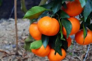 柑橘興津種植技術_最耐寒橙子品種
