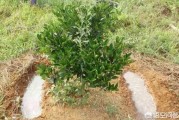 柑橘種植管理技術培訓內容_東北柑橘種植技術