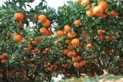 紅美人柑橘限根種植技術_紅美人柑橘用紅桔砧木生長品質分析