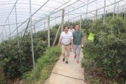 山西柑橘大棚種植技術_柑橘打藥一年幾次最好