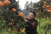 眉山柑橘幼樹種植技術_四川省哪個產區耙耙柑最好吃