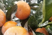 柑橘保果蔬菜種植技術_保果期可以使用代森錳鋅嗎