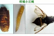 柑橘病蟲害防治的圖片_洪澇災害后柑橘脂點黃斑病大爆發