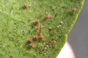 砂糖柑橘種植技術_柑橘樹怎樣種植最好 砂糖柑橘種植技術_柑橘樹怎樣種植最好