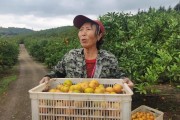 淮南柑橘種植技術視頻_柑橘園如何進行土壤改良