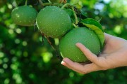 柑橘蜜柚種植技術_云南柑橘種植面積排行