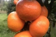 柑橘種植技術與管理工作_四會柑種植管理技術