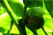 柑橘密植種植技術_橘子樹移栽多久不死算成活了