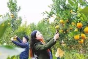 柑橘綠色種植技術_柑橘周年病害的防治技巧有哪些