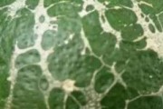 柑橘的病蟲害怎么防治_柑橘真菌細菌病害全面解析如何防治