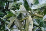 柑橘樹秋天病蟲害防治_9月反季節水果有哪些