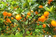 柑橘產(chǎn)自哪里？全球主要產(chǎn)地分布與品種特色探析