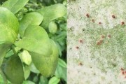 柑橘5月6月病蟲害防治_多雨季節柑橘脂點黃斑病強勢來襲
