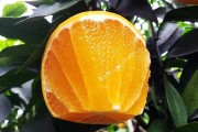 愛媛38號 產地_愛媛38號柑桔抗凍嗎