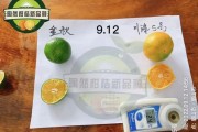 新余蜜桔哪里最多(新余蜜桔哪里有賣) 新余蜜桔哪里最多(新余蜜桔哪里有賣)