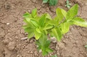 幼齡柑橘種植技術_如何用沼液作為葉面肥噴施柑橘