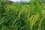 柑橘水稻種植技術_陜西省漢中市適合發展什么種植業