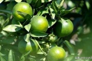 與柑橘紅蜘蛛混發的病蟲害_洗衣粉加什么殺柑橘紅蜘蛛