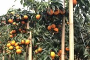 廣西柑橘種植技術圖片大全_廣西農業種植致富項目
