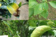 柑橘全年病蟲害防治方案表_柑橘糠片蚧的危害特征及發生規律