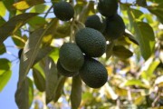 柑子品種紅美人：探秘其獨特口感與核心種植優(yōu)勢