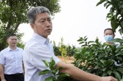 婁底柑橘種植新技術_衡陽隔壁是哪個市