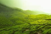 柑桔什么地區(qū)生產(chǎn)？中國主要產(chǎn)區(qū)及最適宜種植區(qū)域解析