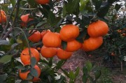 四川柑橘種植技術(shù)書籍_愛媛30柑橘種植條件 四川柑橘種植技術(shù)書籍_愛媛30柑橘種植條件