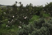 柑橘種植技術及缺點_柑橘樹形不好產量低品質差