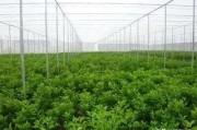 柑橘露天種植技術_北方盆栽桔子幾月移到室外