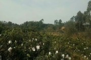 四川柑橘種植技術交流群_
四川盆地中部適合種植什么水果 四川柑橘種植技術交流群_
四川盆地中部適合種植什么水果