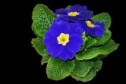 正宗新會(huì)柑品種溯源：揭秘核心產(chǎn)區(qū)百年種植傳承與品質(zhì)密碼