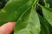 柑橘象甲種植技術(shù)_聯(lián)苯菊酯都?xì)⑹裁聪x