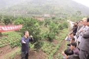 四川種植柑橘技術員_在農村種植水果怎么正規化