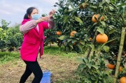 愛媛種植技術視頻_有人愿意回農村嗎