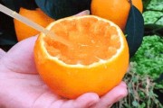 愛媛38號果凍橙樹苗價格_是如何種出來的 愛媛38號果凍橙樹苗價格_是如何種出來的